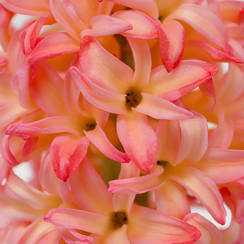 Sunrise Pink Hyacinth Flowers
