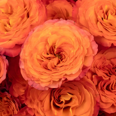 Garden Rose Sunset Blend Close Up - Image