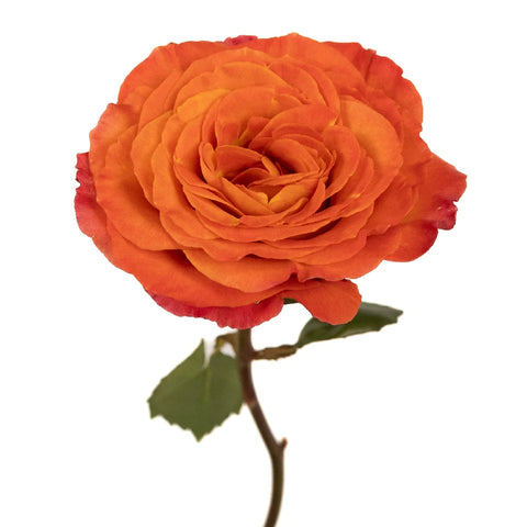 Garden Rose Sunset Blend Stem - Image