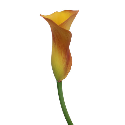 Sunset Colors Mini Calla Lily Flower