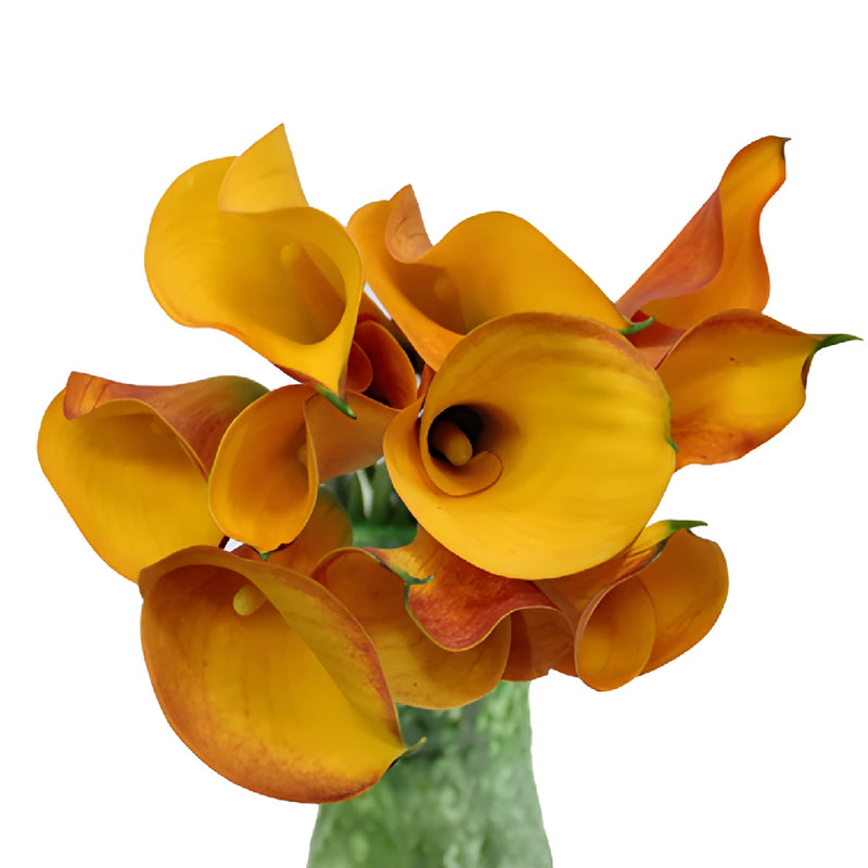 Sunset Colors Mini Calla Lily Flower