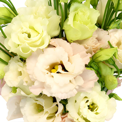 Blush Lisianthus Wholesale Bulk Flower