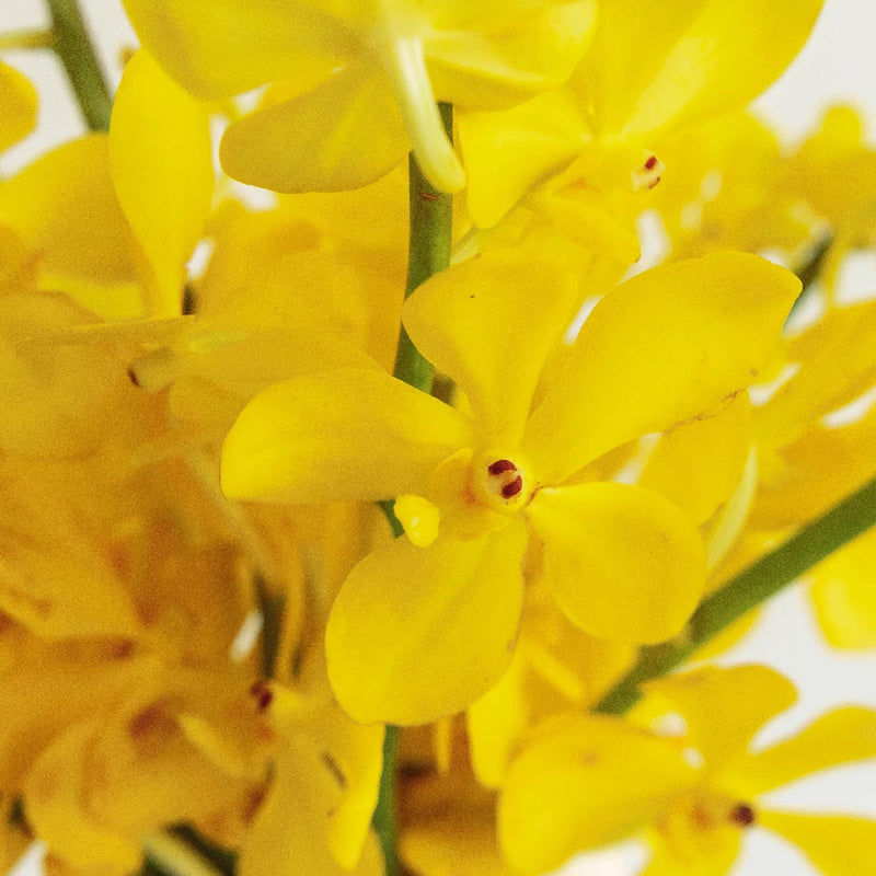 Sunshine Bright Yellow Mokara Orchid Close Up - Image