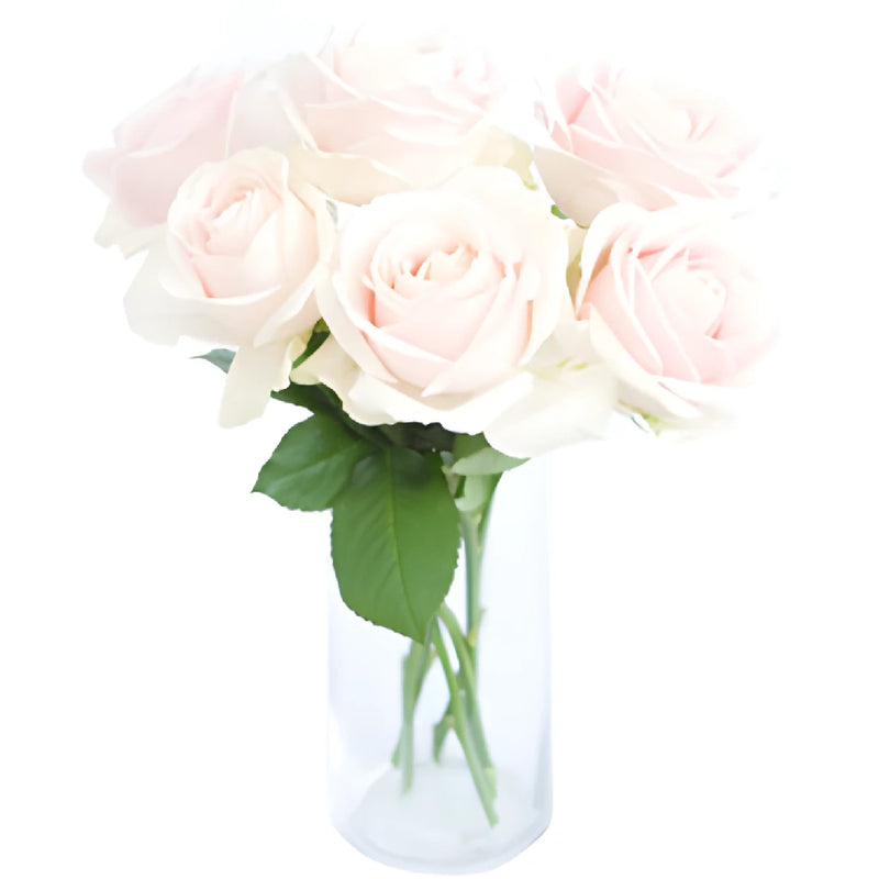 Sweet Avalanche Hybrid Tea Rose