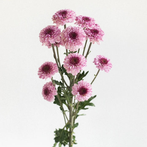 Sweet Lilac Button Pom Stem - Image