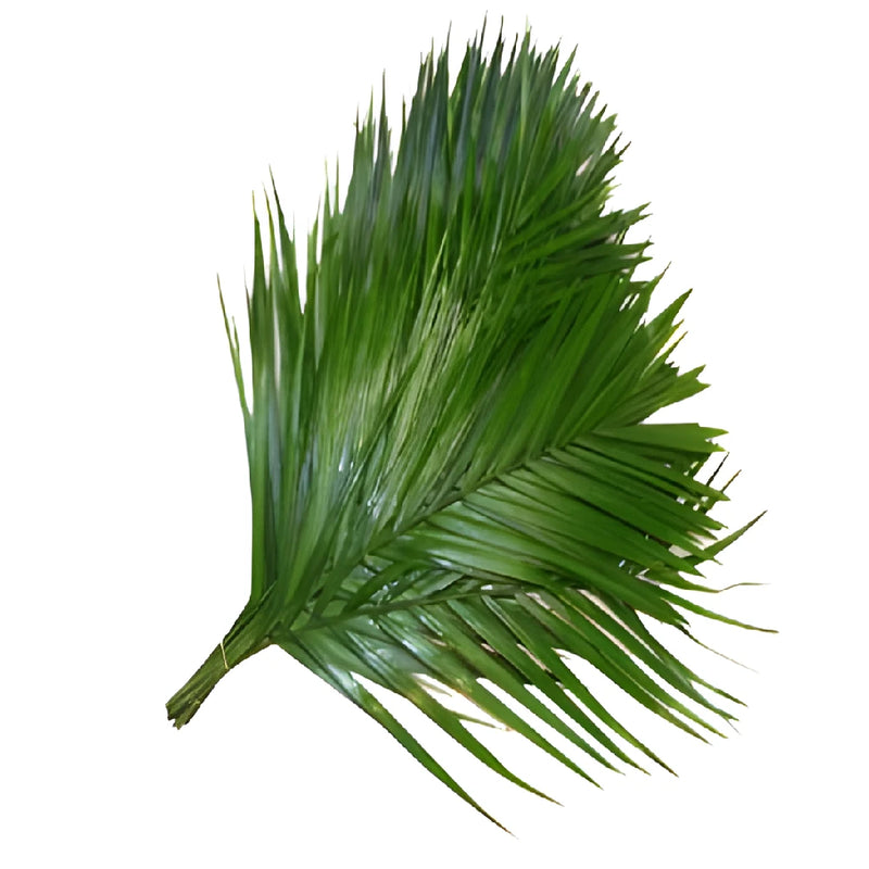 Teepee Green Filler