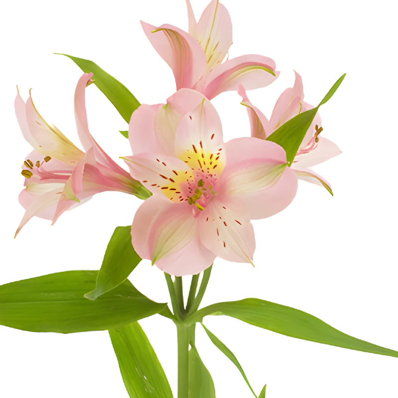 Tickled Pink Wholesale Peruvian Lilies