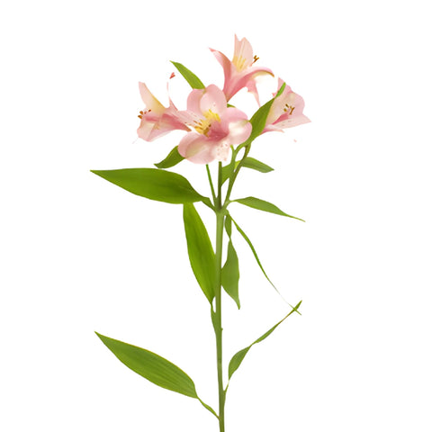 Tickled Pink Wholesale Peruvian Lilies