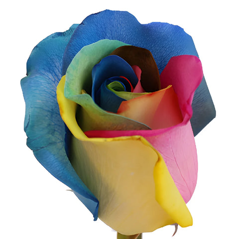 Tie Dye Rainbow Tinted Roses