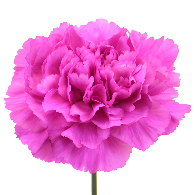 Tiepolo Fuchsia Carnations bloom