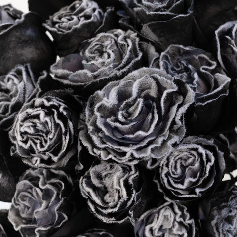 Tinted Black Fuzzy Roses Close Up - Image