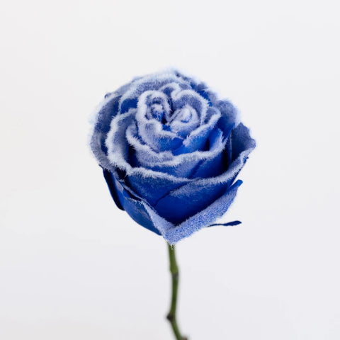 Tinted Blue Fuzzy Roses Stem - Image