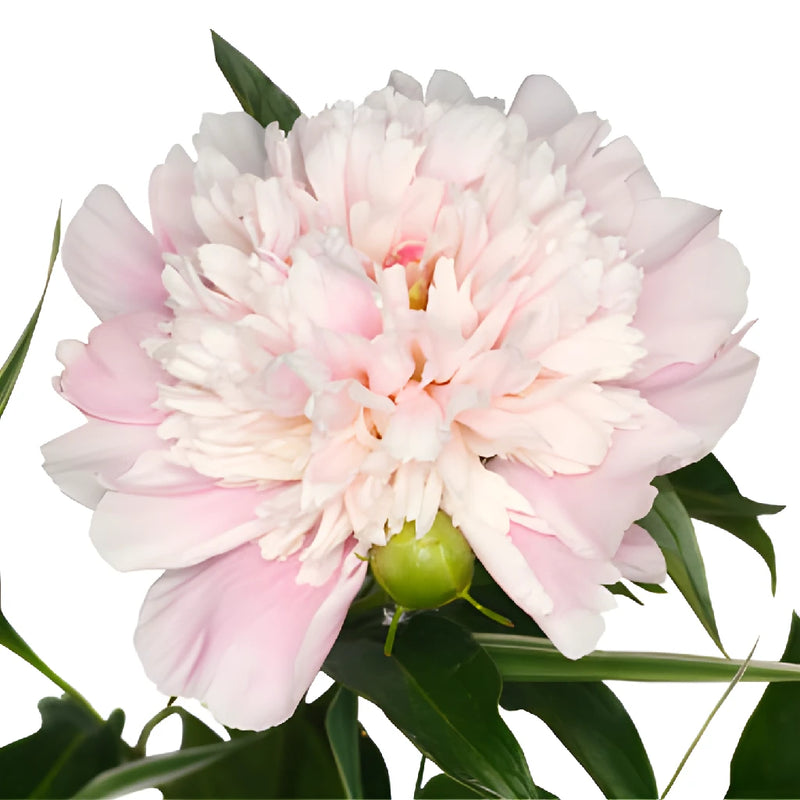 Blush Pink Peony Stem