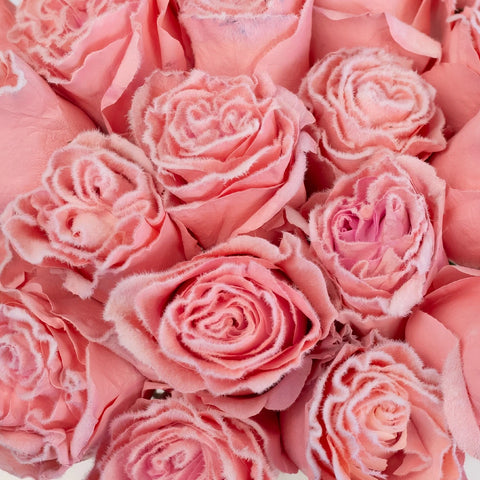Tinted Light Pink Fuzzy Roses Close Up - Image