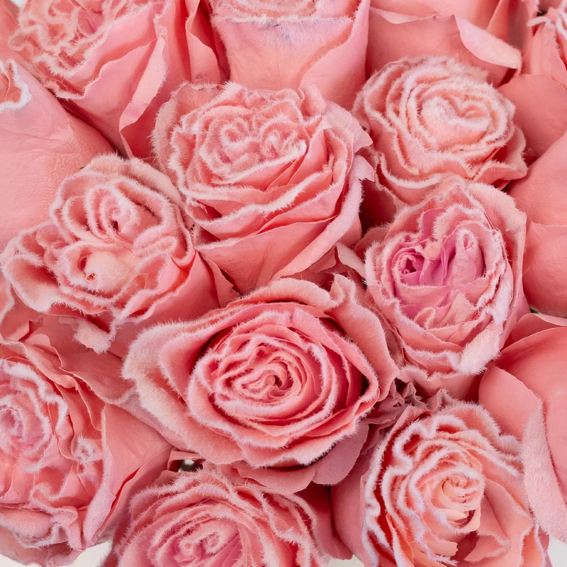 Tinted Light Pink Fuzzy Roses Close Up - Image