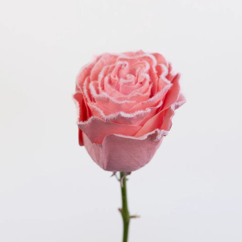 Tinted Light Pink Fuzzy Roses Stem - Image