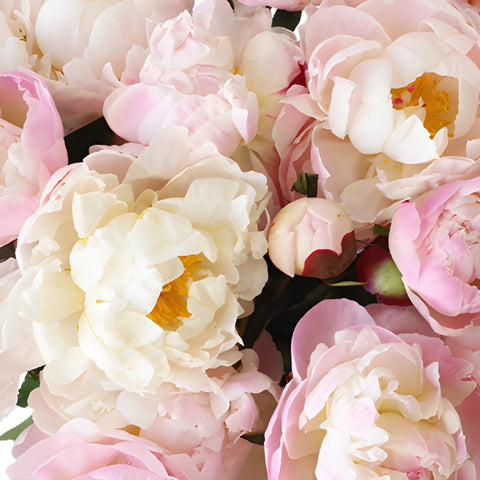 Blush Pink Peonies up close