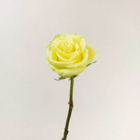 Totem Green Rose Stem