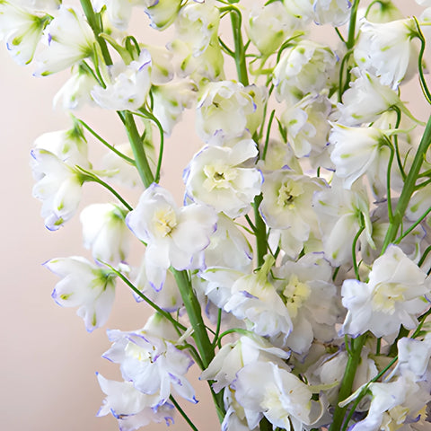 Delphinium Full Moon Blue and White Wholesale Flower Up close