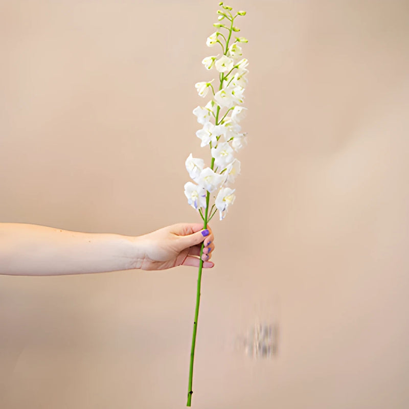 Delphinium Full Moon Blue and White Wholesale Flower Stem in a hand