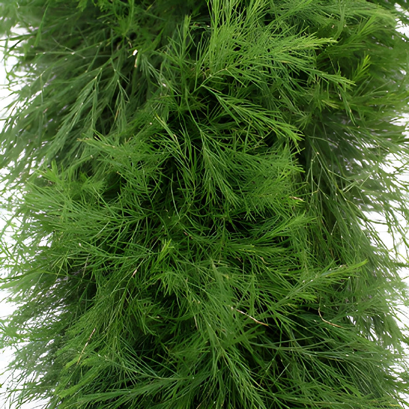 Tree Fern Garland