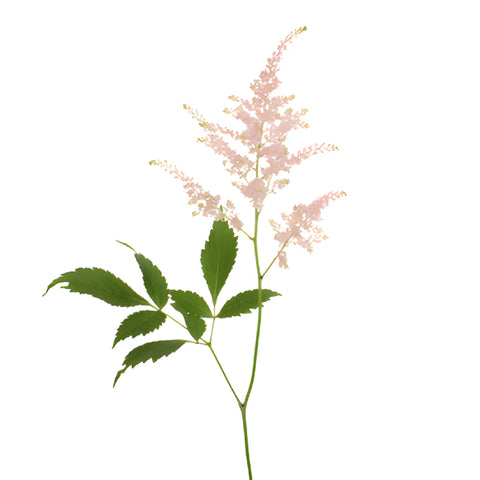 Blush Pink Astilbe Flower May to October
