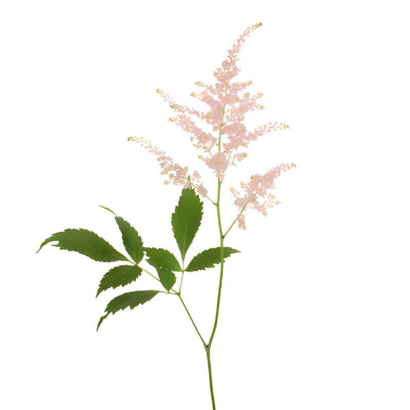 Blush Pink Astilbe Flower May to October