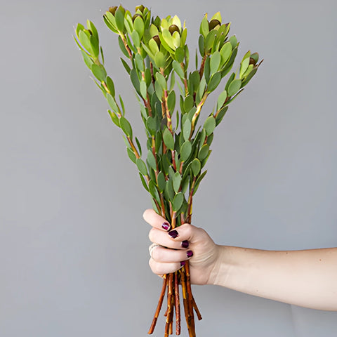 Tropical Leucadendron Cone Bush