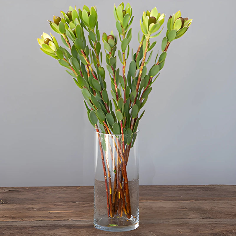 Tropical Leucadendron Cone Bush