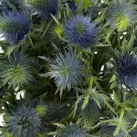 True Blue Supernova Thistle Flowers