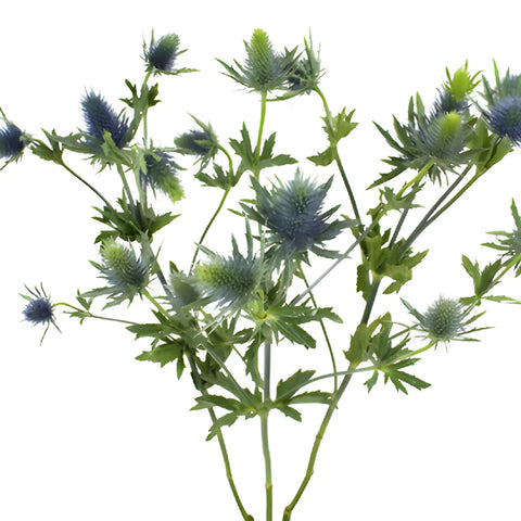 True Blue Supernova Thistle Flowers