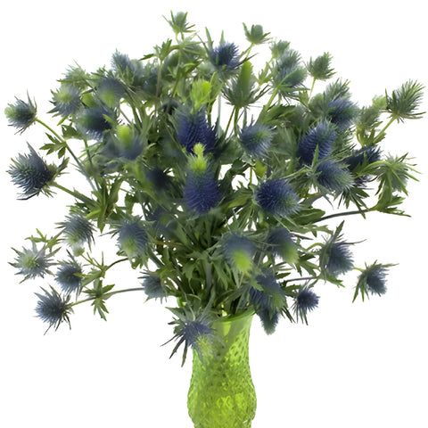 True Blue Supernova Thistle Flowers
