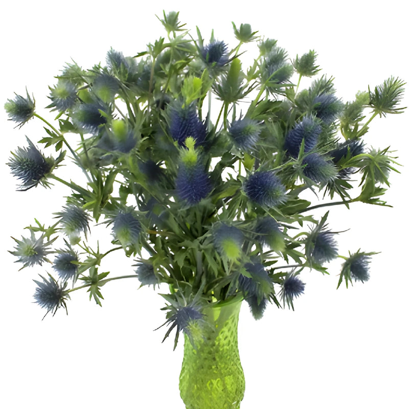 True Blue Supernova Thistle Flowers