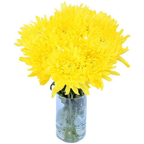 True Yellow Tinted Cremon Mum Wedding Flower