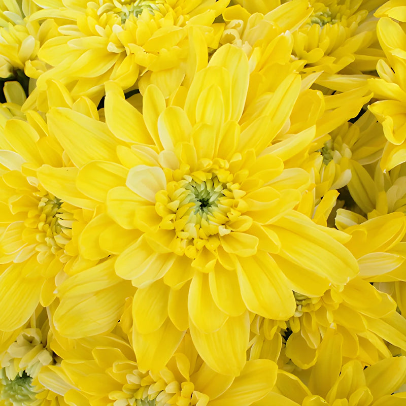 True Yellow Tinted Flower