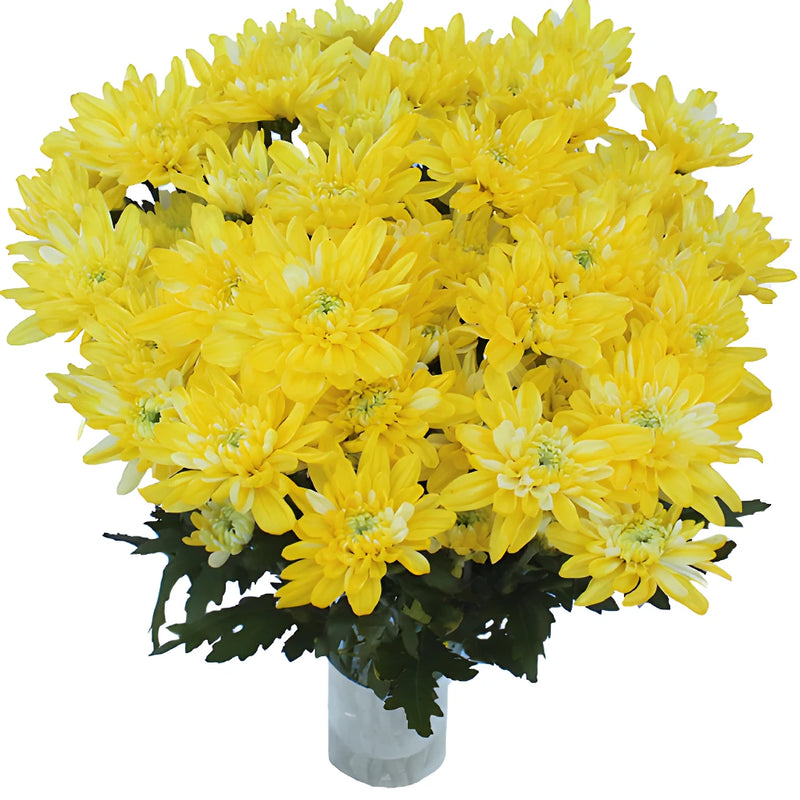 True Yellow Tinted Flower