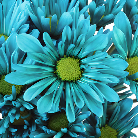 Turquoise Blue Daisy Flower Tinted