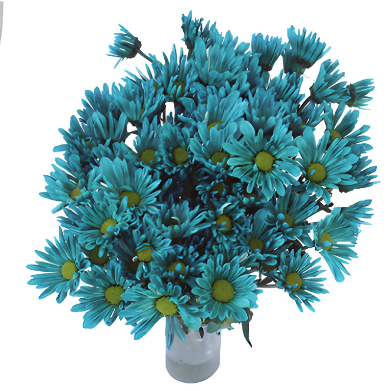 Turquoise Blue Daisy Flower Tinted