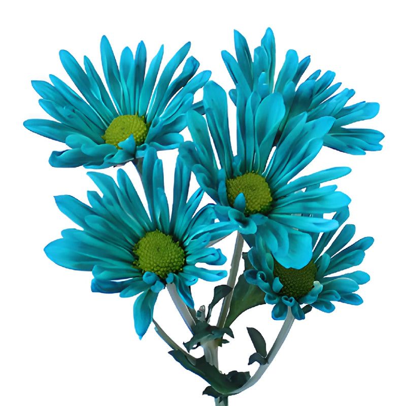 Turquoise Blue Daisy Flower Tinted