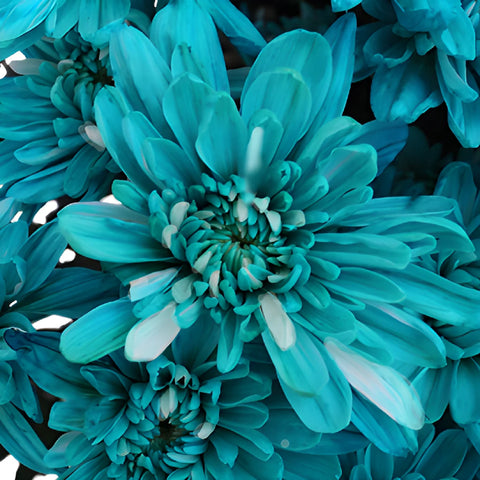 Turquoise Blue Tinted Flowers