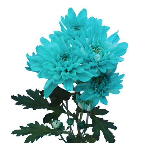Turquoise Blue Tinted Flowers