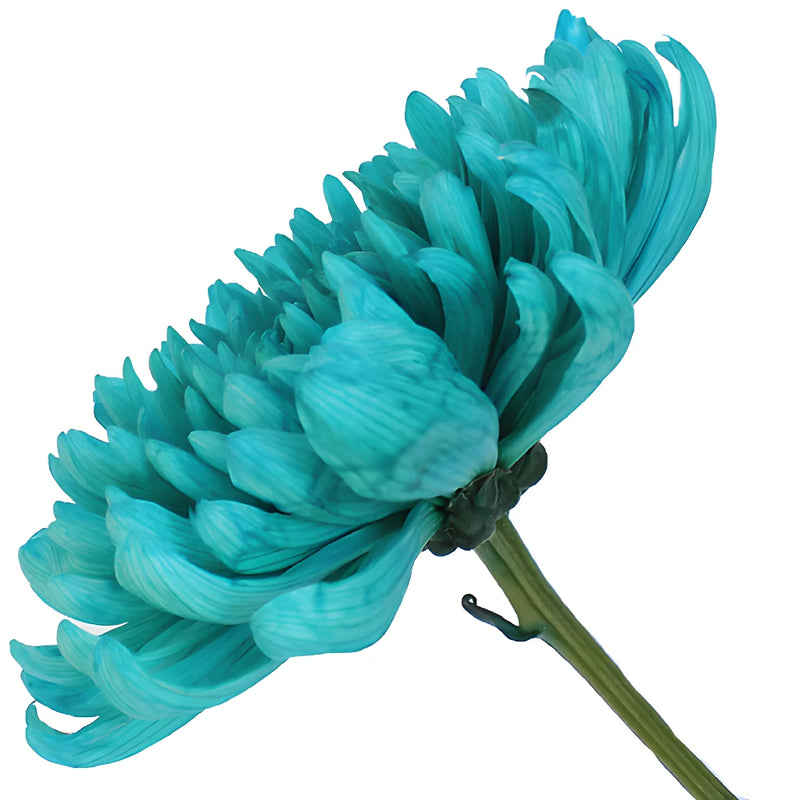 Turquoise Tinted Wedding Cremon Mum