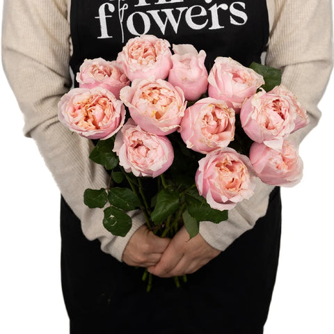 Blush Pink Garden Rose Prince Jardiniere Apron - Image