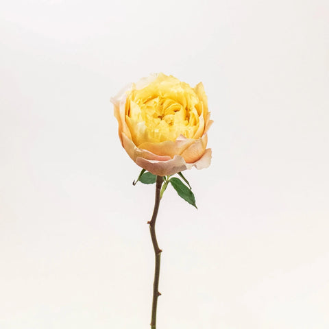 Shine On Sunset Garden Rose Stem