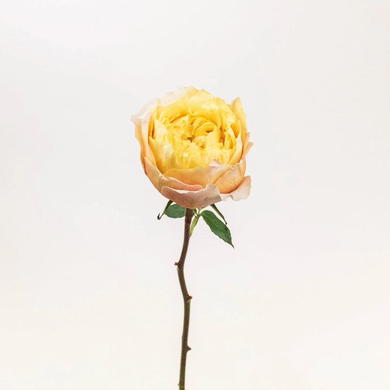 Shine On Sunset Garden Rose Stem