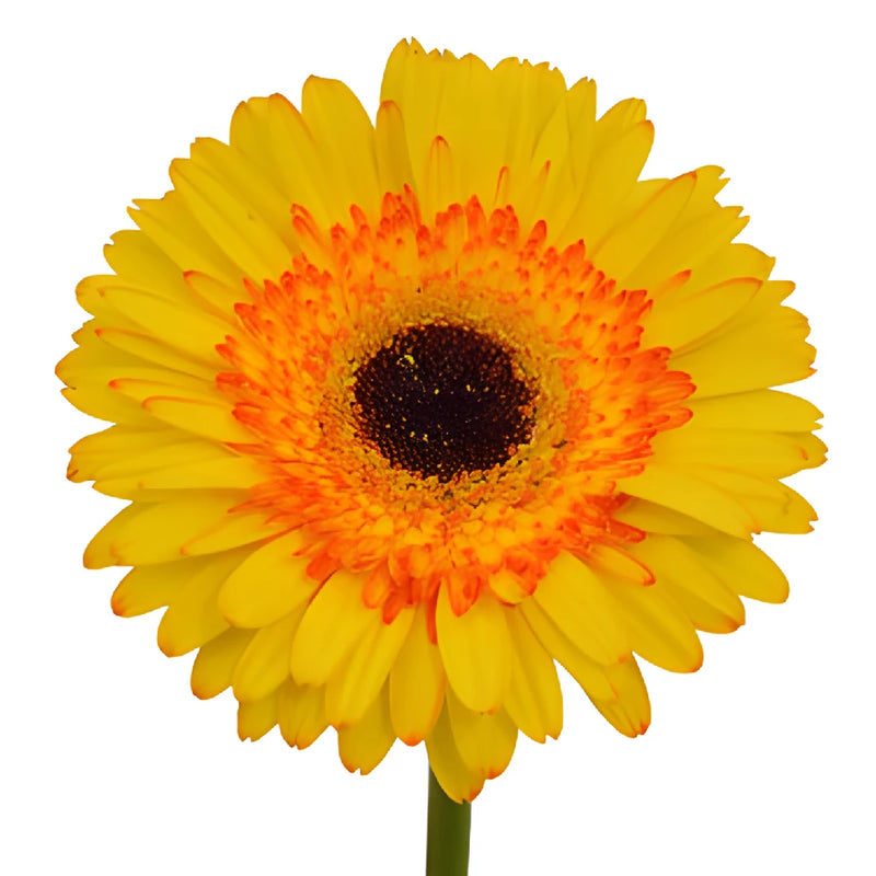 Gerbera Daisy Adventure Yellow Sunset Wholesale Flower Up close