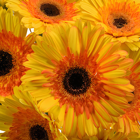 Gerbera Daisy Adventure Yellow Sunset Wholesale Flower Blooms