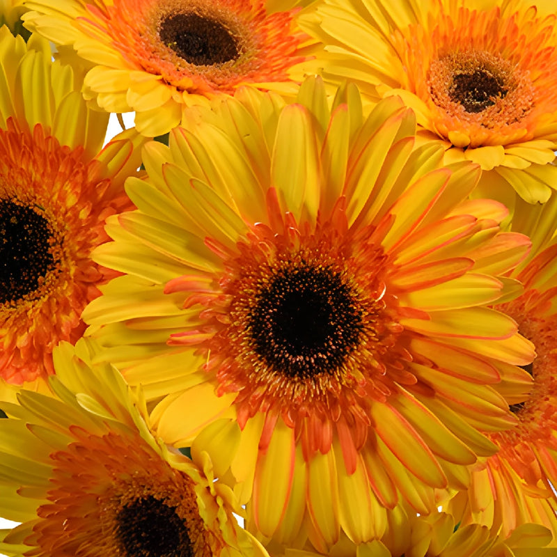 Gerbera Daisy Adventure Yellow Sunset Wholesale Flower Blooms