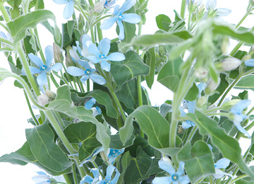 Tweedia Flower Light Blue