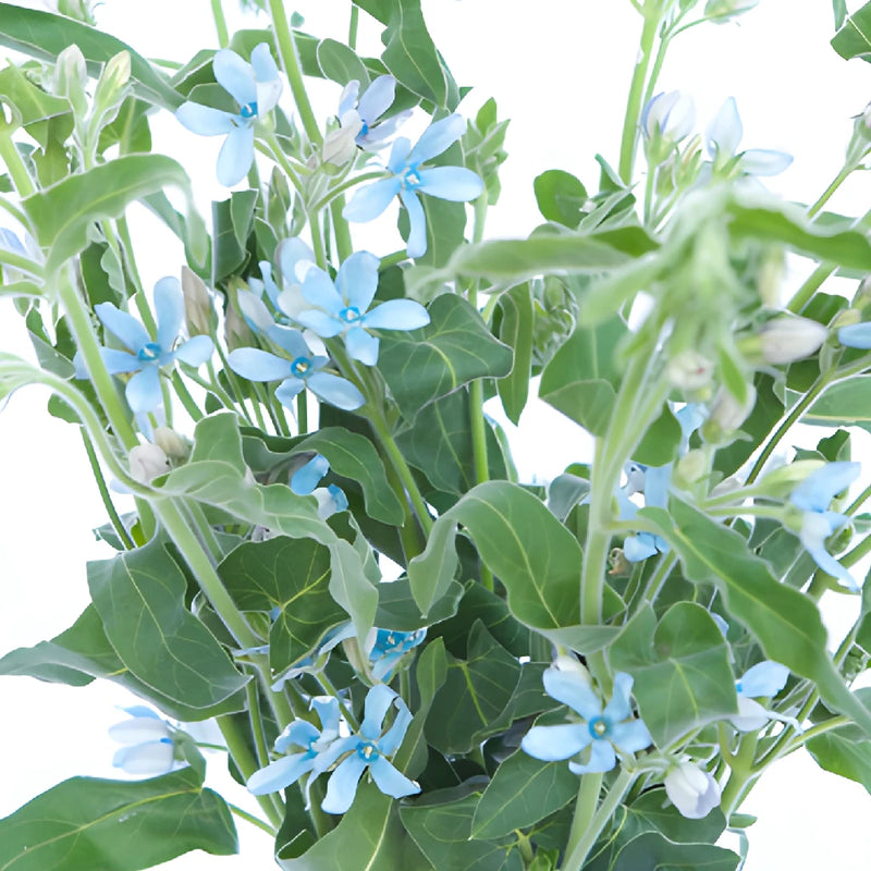 Tweedia Flower Light Blue